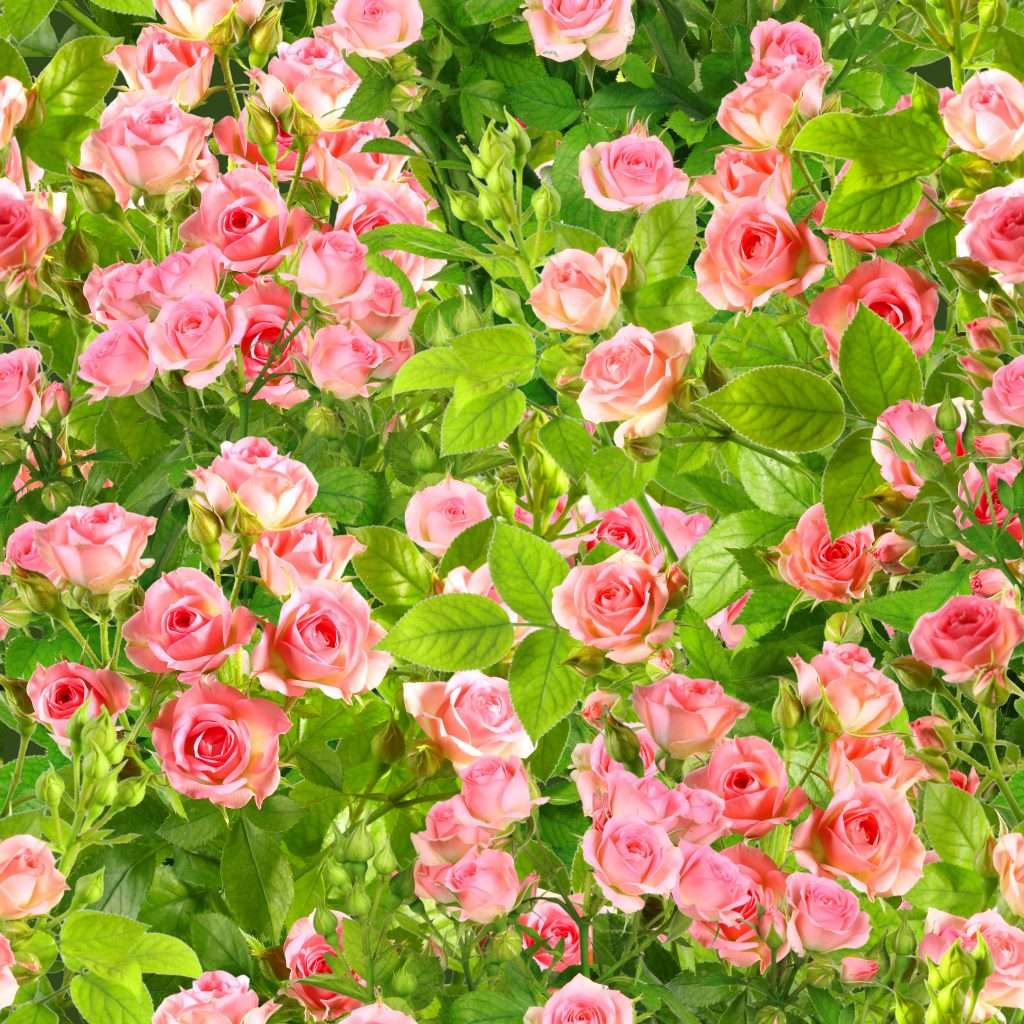 Stop and Smell the Roses Stop and Smell the Roses